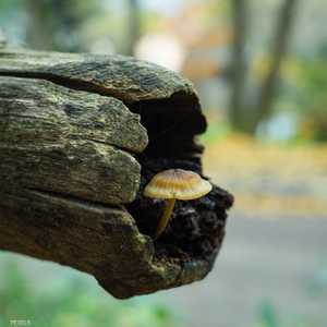 الفطريات تقدم حلا مذهلا للتغير المناخي