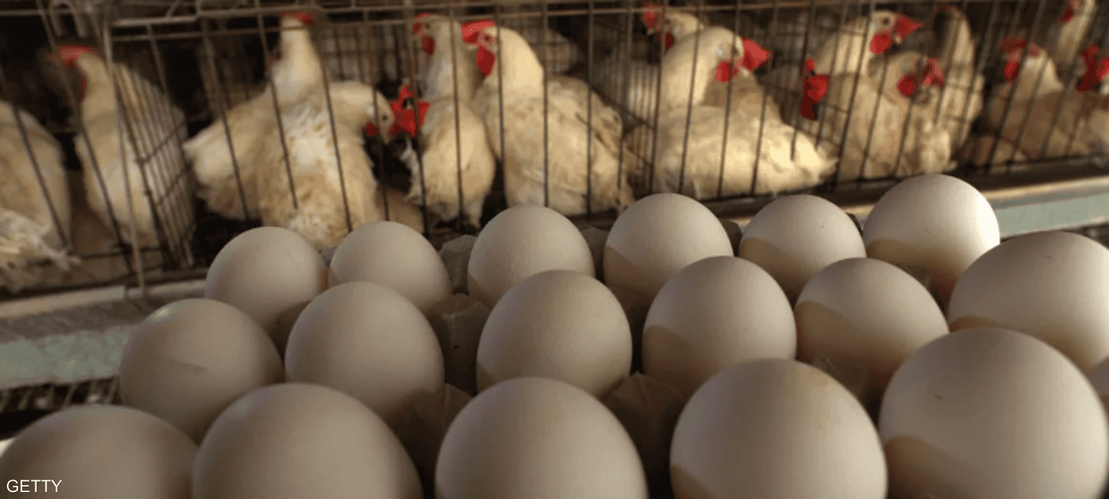 سؤال البيضة والدجاجة يثير الحيرة منذ مدة طويلة