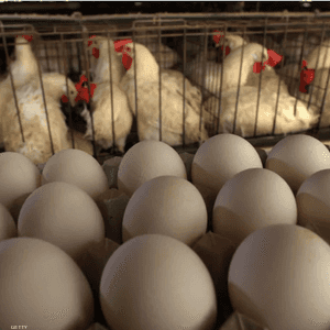 سؤال البيضة والدجاجة يثير الحيرة منذ مدة طويلة