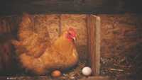 من وُجد أولا البيضة أم الدجاجة؟