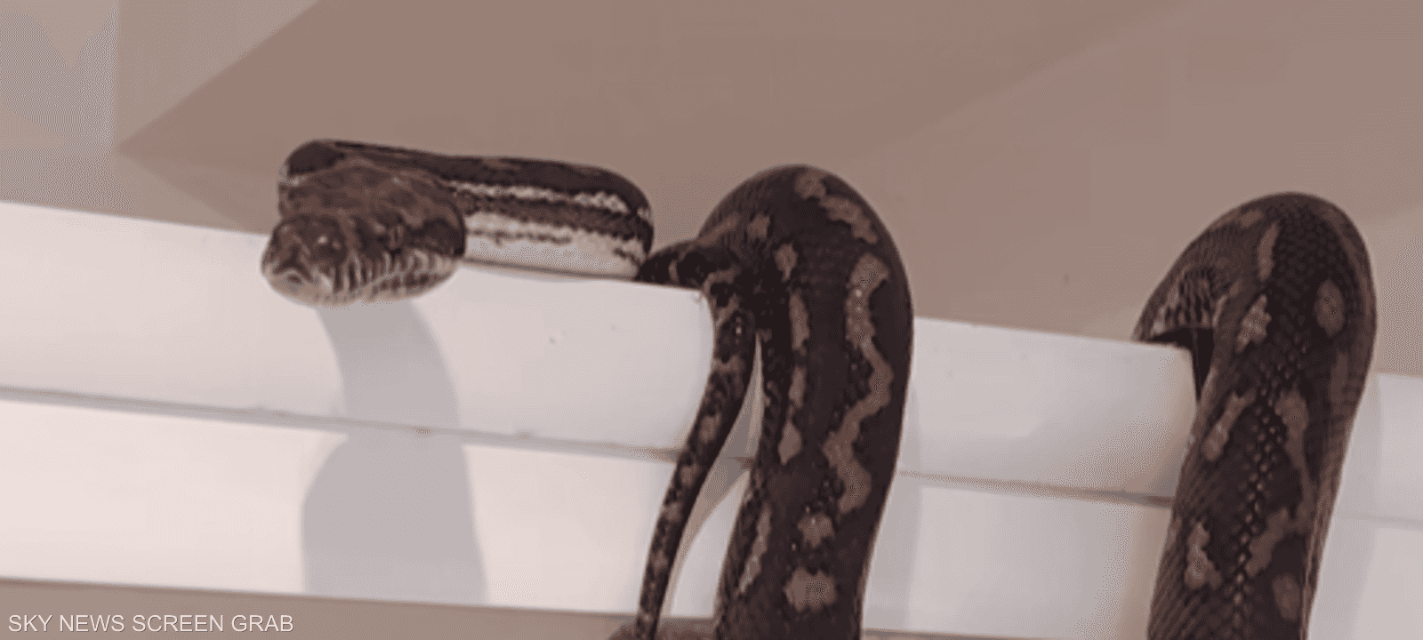 اختبأ الثعبان على باب حوض الاستحمام