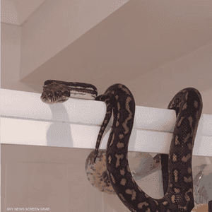 اختبأ الثعبان على باب حوض الاستحمام