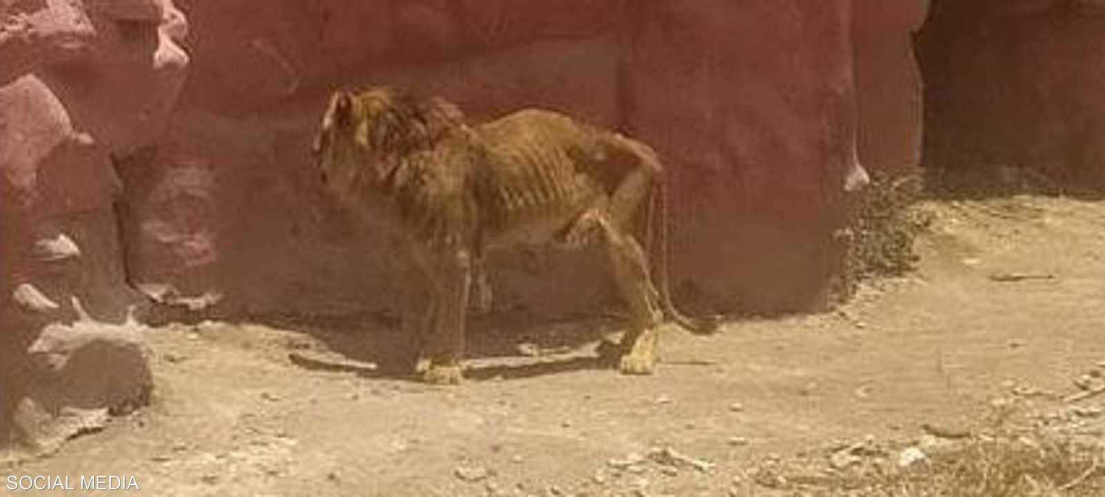 صورة الأسد الهزيل