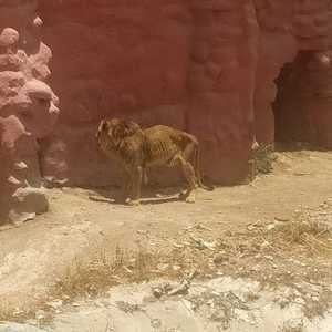 صورة الأسد الهزيل