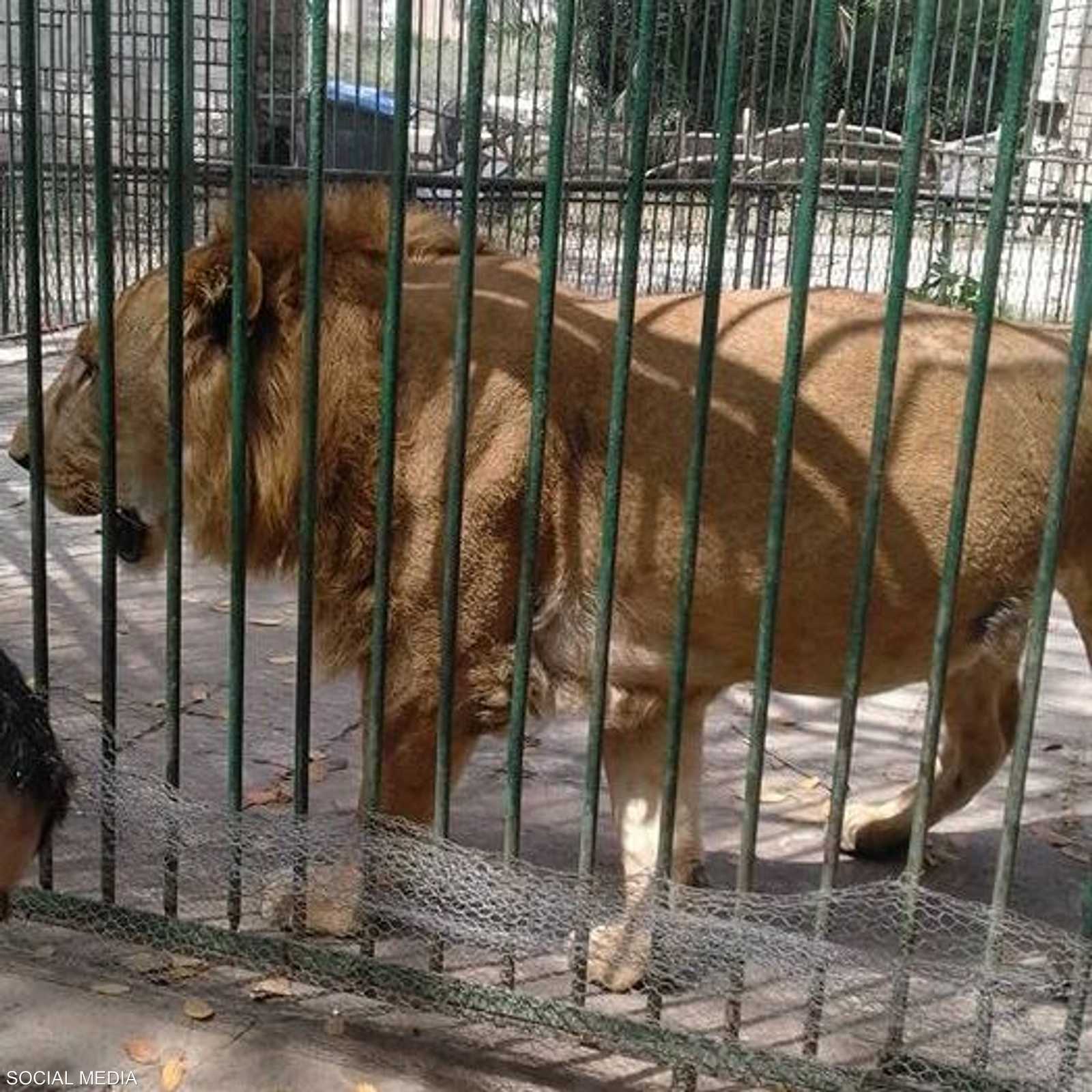 صورة الأسد الحقيقية داخل الحديقة