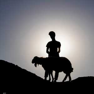 لمواجهة الحمى النزفية.. منع الذبح العشوائي للأضاحي بالعراق