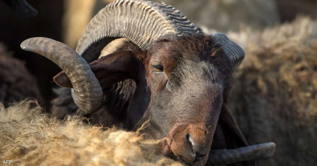 Animal skin prices in Egypt