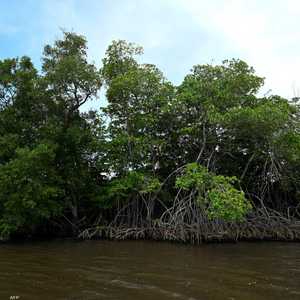 أشجار القرم في أميركا الوسطى