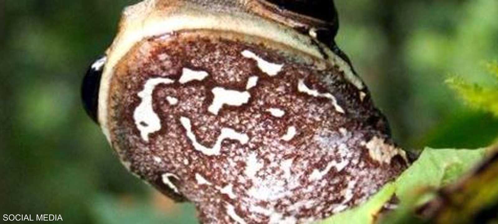 النوع الجديد من الضفادع اكتشف داخل محمية طبيعية في البيرو.