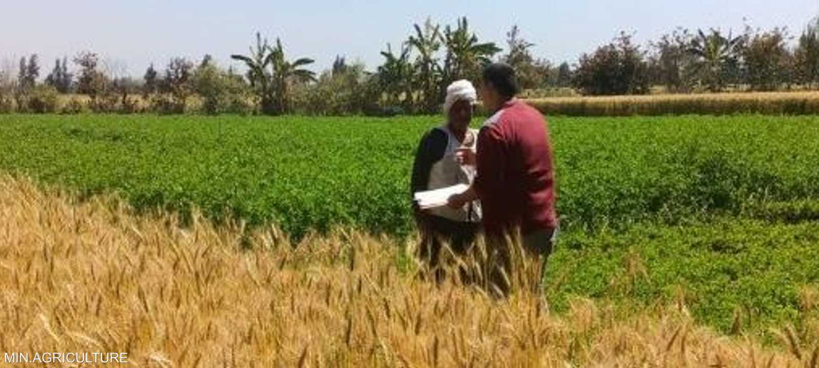 قفزة في الصادرات الزراعية المصرية.