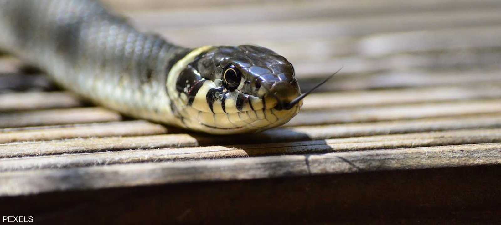 هذه الحيوانات حساسة وقادرة على الانفعالات