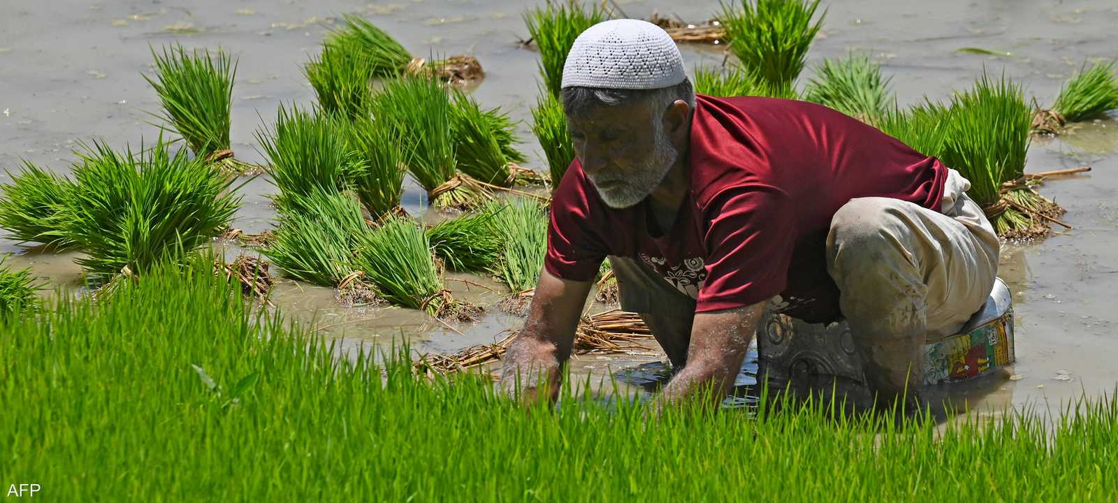 مزرعة للأرز في الهند
