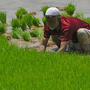 مزرعة للأرز في الهند