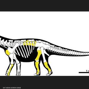 رسم لـ"سيد الواحة المنسي" وفق ما رصده العلماء