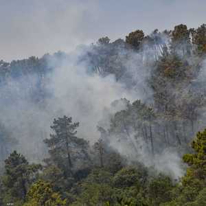 تونس تشهد حرائق غابات في ولاية جندوبة