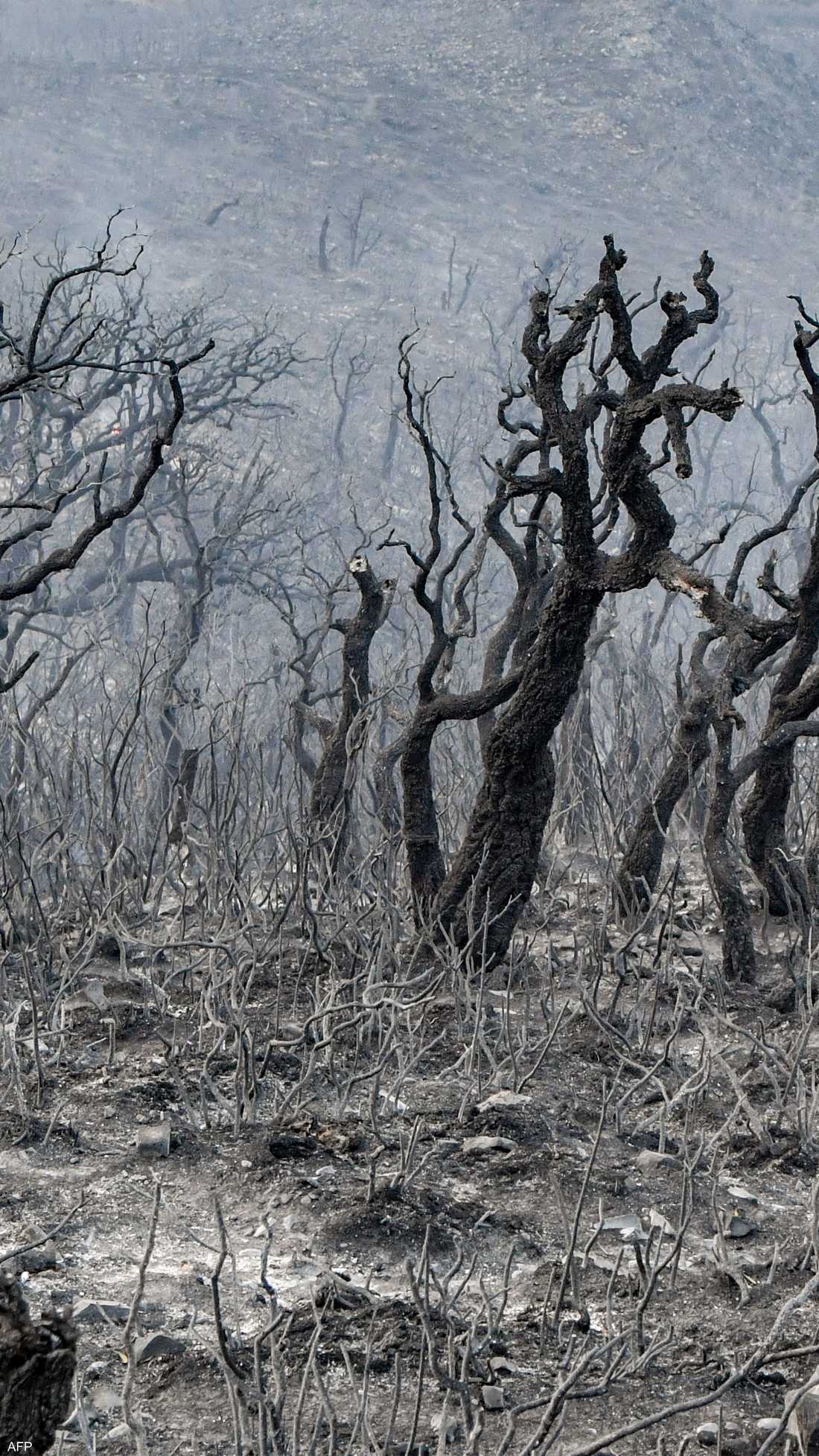 الأشجار احترقت في غابات ملولة طبرقة على الحدود مع الجزائر