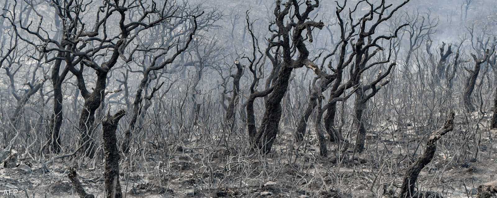 الأشجار احترقت في غابات ملولة طبرقة على الحدود مع الجزائر