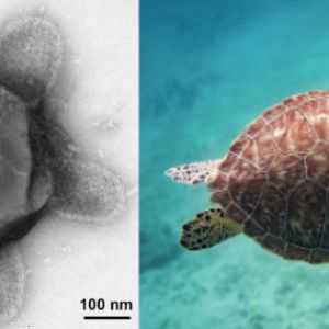 فيروس السلحفاة