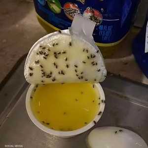 علقت الحشرات داخل علبة زبدة الثوم