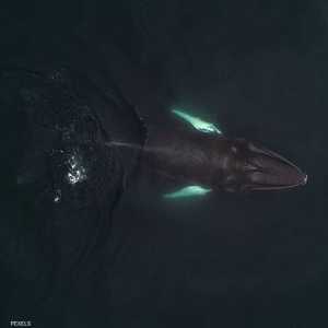 قدّر العلماء أن العملاق القديم يزن ما بين 94 و375 طنا