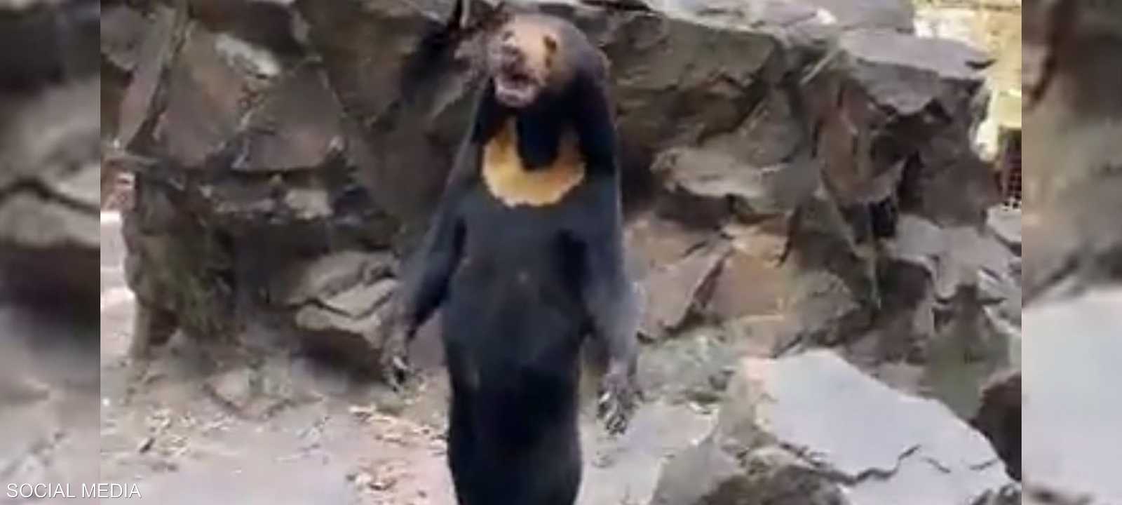 الدبة أنجيلا في حديقة الحيوانات الصينية