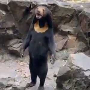 الدبة أنجيلا في حديقة الحيوانات الصينية