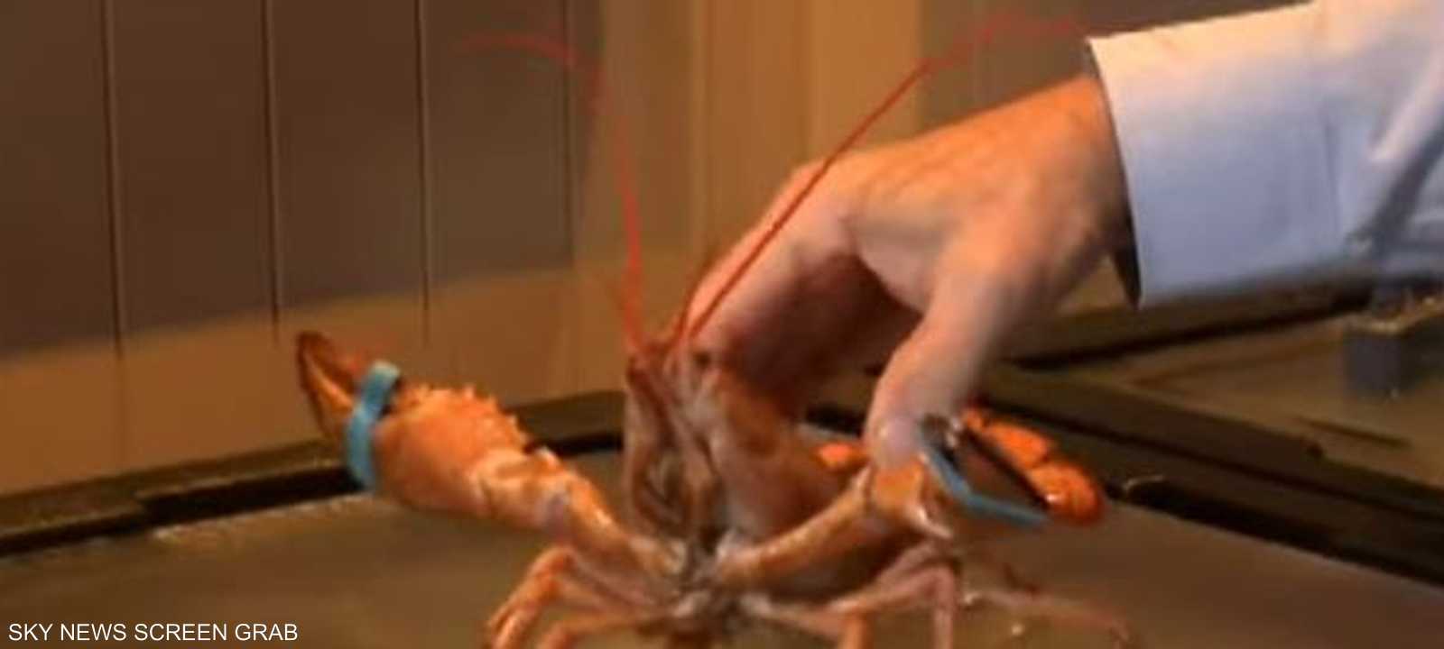 الكركند حيوان بحري له خمسة أزواج من الأرجل