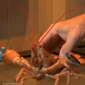 الكركند حيوان بحري له خمسة أزواج من الأرجل