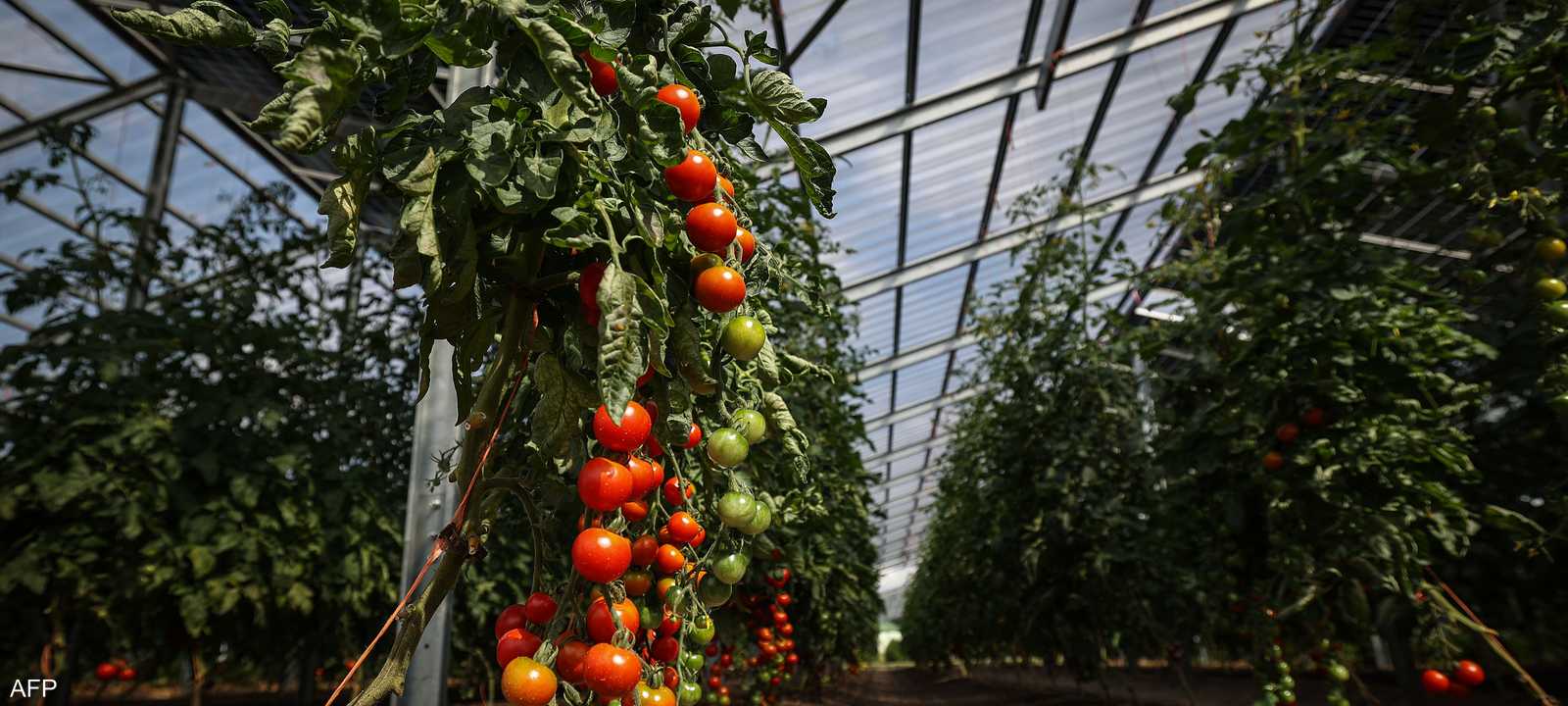 زراعة الطماطم في الصوب الزراعية - أرشيفية