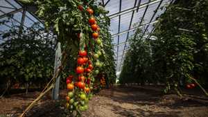 زراعة الطماطم في الصوب الزراعية - أرشيفية