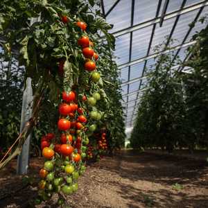 زراعة الطماطم في الصوب الزراعية - أرشيفية