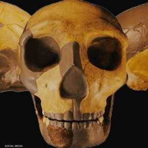 الجمجمة تعود لطفل يبلع من العمر 12 أو 13 عاما