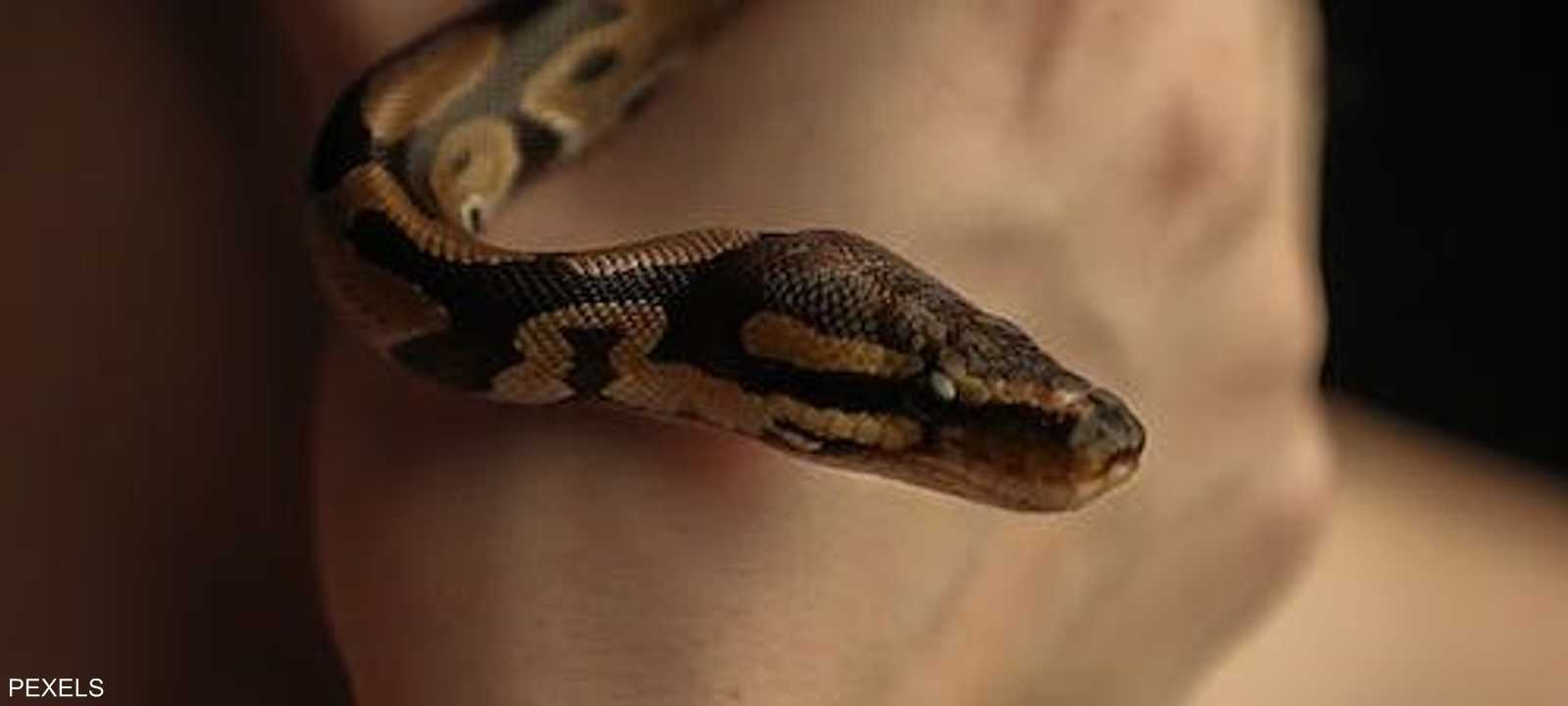 بعد لحظات من الرعب حصل الصقر على فريسته