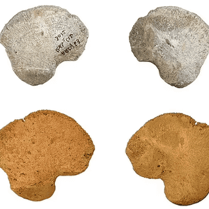 العظم يرجع في انتمائه إلى سلالة بشرية حديثة مبكرة