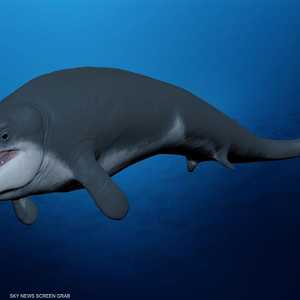 رسم توضيحي لهيئة الحوت "توتسيتس" الذي عاش قبل 41 مليون سنة
