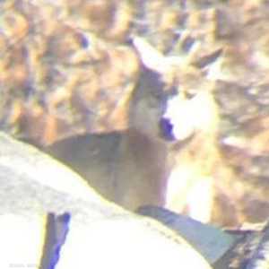 الذئاب الرمادية شديدة الندرة في كاليفورنيا