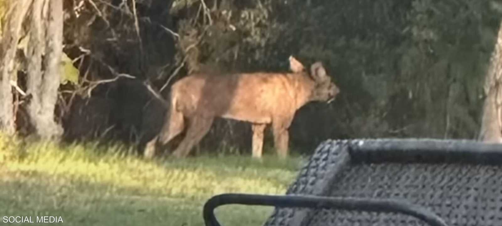 صوّر الحيوان في قرية هيل كانتري