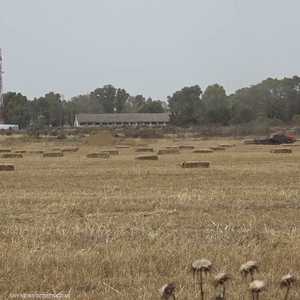 الجفاف يجبر تونس على استيراد 95% من احتياجاتها من الحبوب