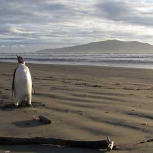 تفقس طيور البطريق كل شتاء