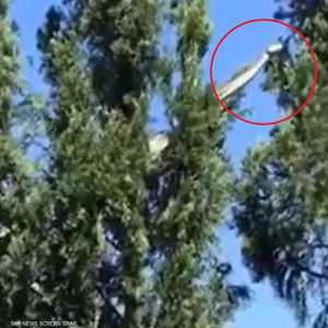 الأفعى تزحف فوق الأشجار