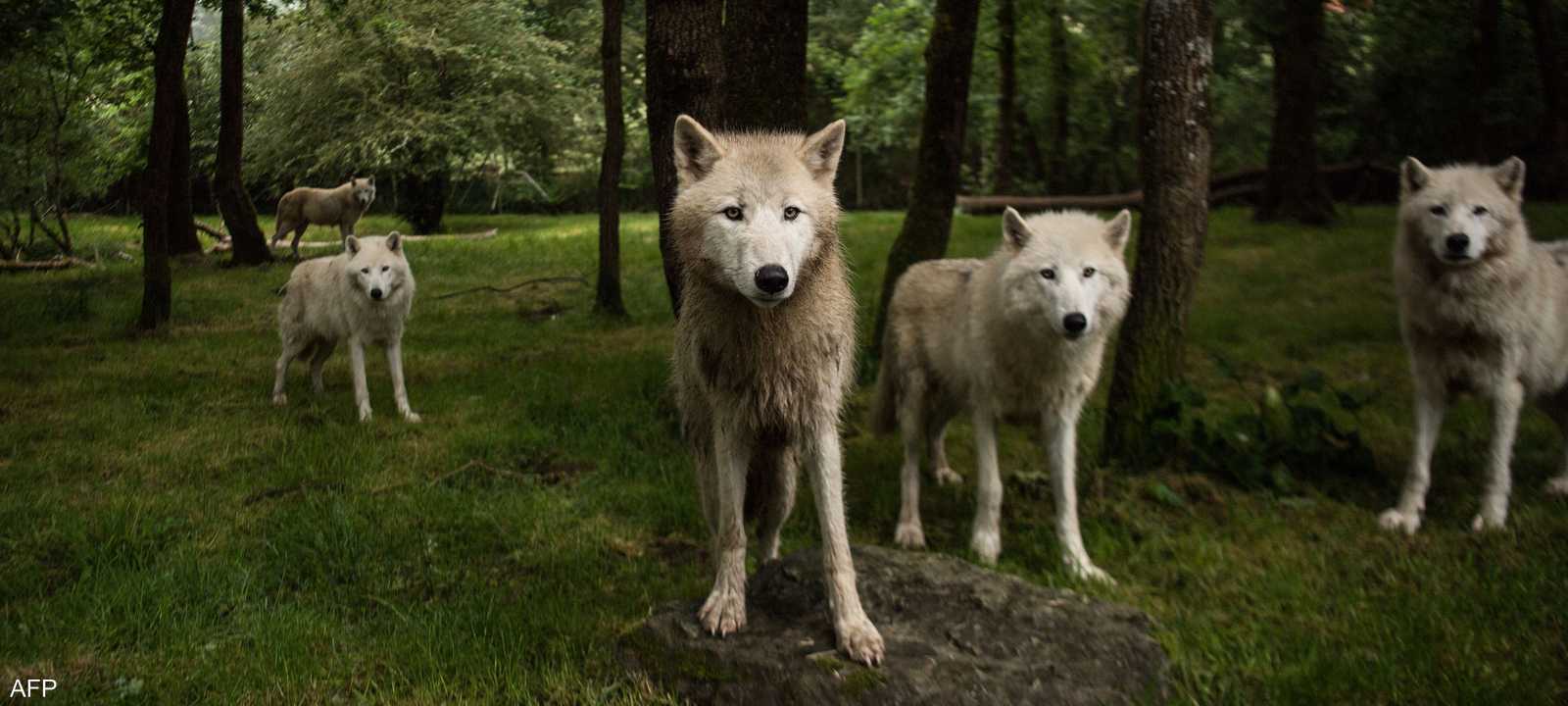 الذئاب باتت تشكل خطرا على الماشية والبشر في دول أوروبية