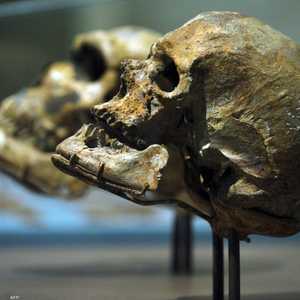 جمجمة الإنسان العاقل