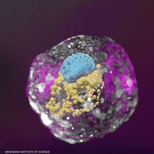 نموذج جنين بشري في مرحلة نمو تعادل مرحلة جنين في اليوم الـ14