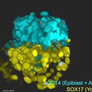 توصلَت مجموعة من العلماء إلى إنتاج نماذج مشابهة للجنين البشر