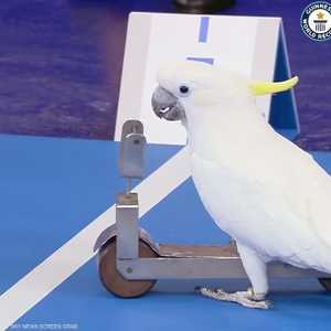 الببغاء حطم الرقم القياسي بزمن قدره 14.58 ثانية