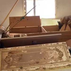 الكلاب الإسبانية