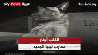 الكلب أيفار.. محارب ليبيا الجديد