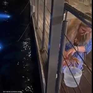 أعادت السيدة السلطعون إلى الماء