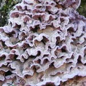 الفطر النباتي نادرا ما يصيب الإنسان