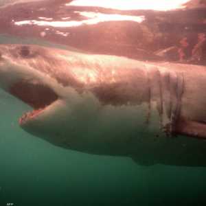 أسماك القرش البيضاء الكبيرة هربت لتجنب الخطر